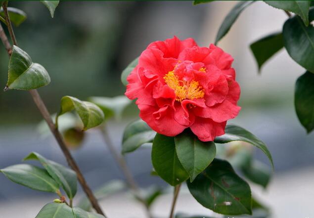 <em style='color:red'>茶花</em>(<em style='color:red'>红露珍</em>)图片
