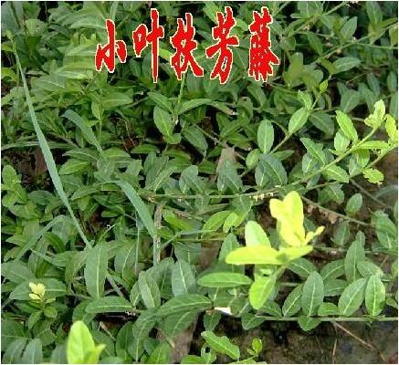 <em style='color:red'>小叶</em><em style='color:red'>扶芳藤</em>图片