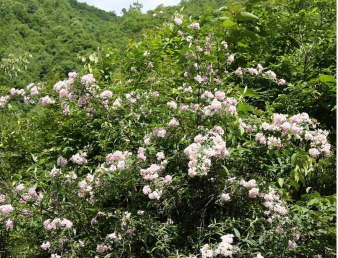 <em style='color:red'>溲疏</em>图片