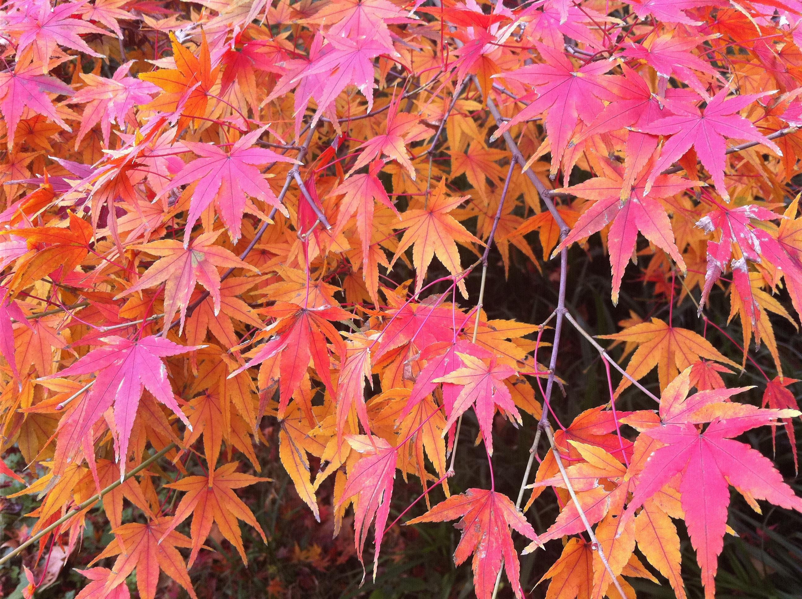 <em style='color:red'>红枫</em>图片