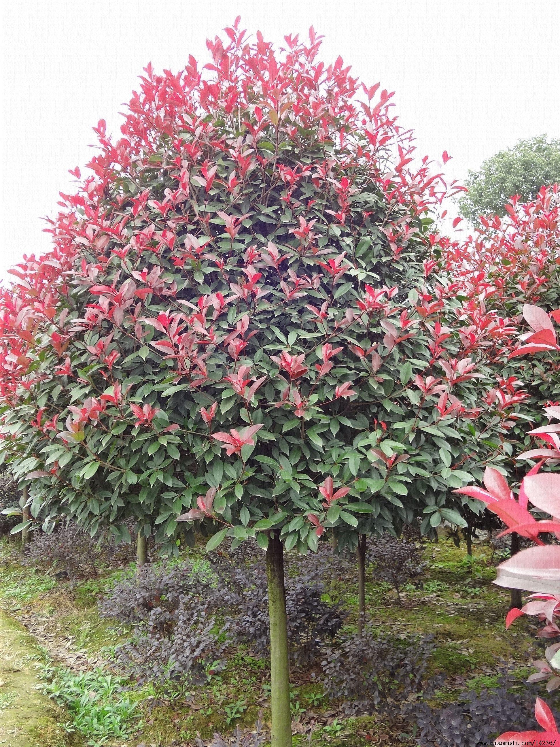 <em style='color:red'>高杆</em><em style='color:red'>红叶石楠</em>图片