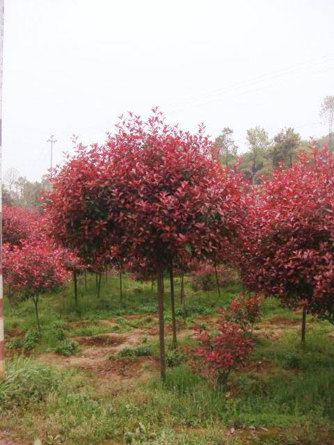 <em style='color:red'>红叶石楠树</em>图片