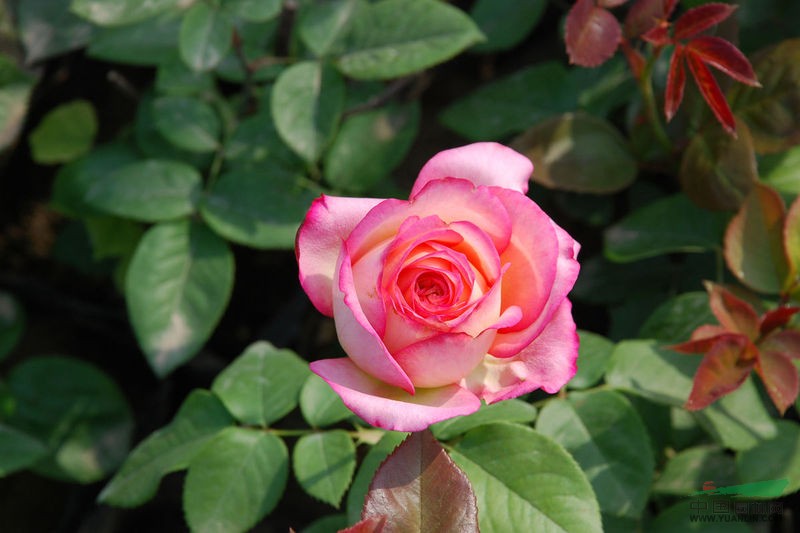 <em style='color:red'>品种</em><em style='color:red'>月季</em>图片