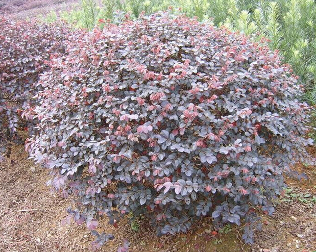 <em style='color:red'>紅繼木球</em>圖片