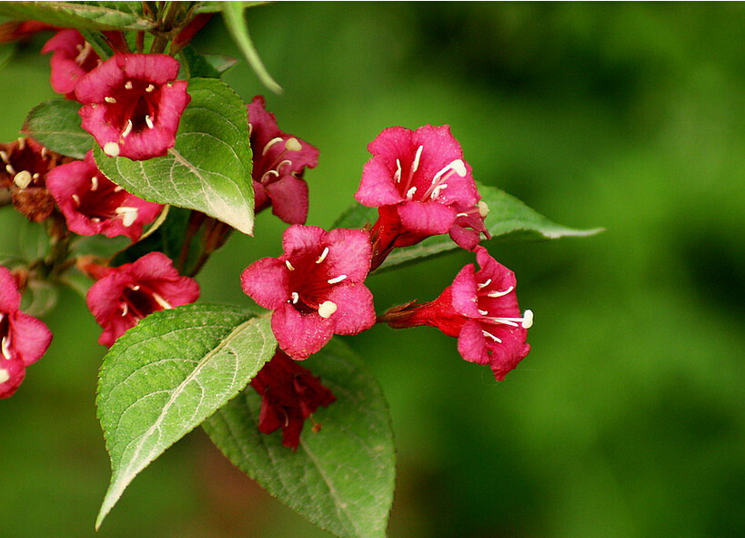 <em style='color:red'>锦带花</em>图片