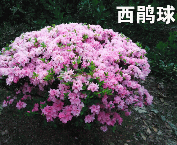 <em style='color:red'>西洋鹃球</em>图片