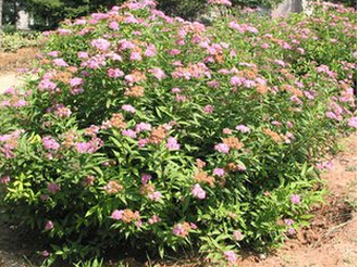 <em style='color:red'>日本繡線菊</em>圖片