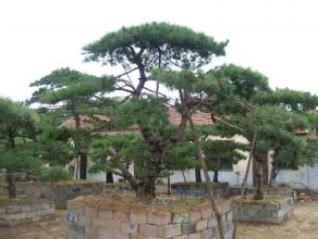 <em style='color:red'>造型</em><em style='color:red'>黑松</em>图片