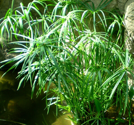 <em style='color:red'>风车草</em>图片