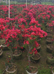 红花<em style='color:red'>勒杜鹃</em>图片
