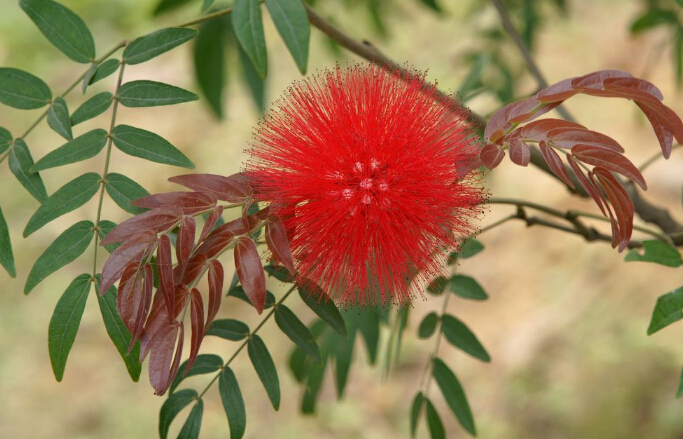 <em style='color:red'>红绒</em>球图片