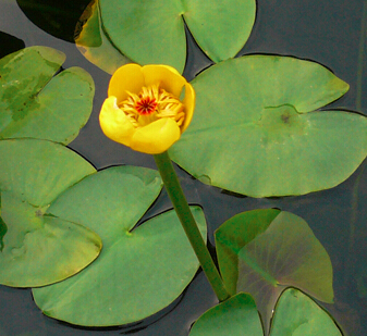 <em style='color:red'>萍蓬草</em>图片
