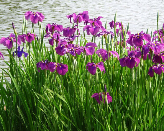 <em style='color:red'>花菖蒲</em>图片