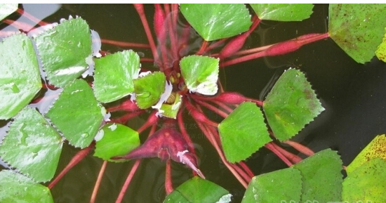 <em style='color:red'>紅菱</em>圖片