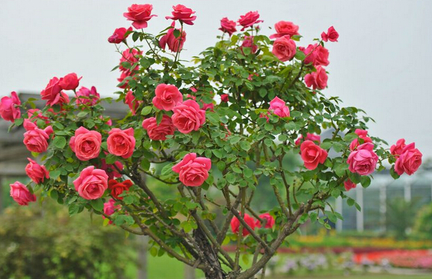 <em style='color:red'>品种</em><em style='color:red'>月季</em>图片