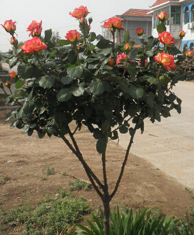 <em style='color:red'>月季</em><em style='color:red'>樹</em>圖片