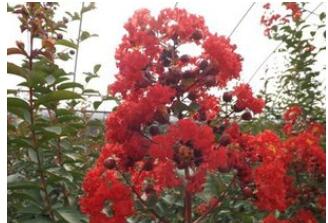 <em style='color:red'>美國</em><em style='color:red'>紫薇</em>圖片