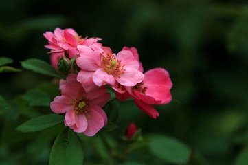 <em style='color:red'>微型</em><em style='color:red'>月季</em>图片