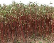 <em style='color:red'>紅瑞木</em>圖片