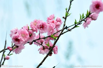 樱 花图片