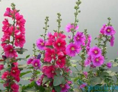 <em style='color:red'>蜀葵</em>图片