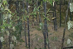 <em style='color:red'>紫竹</em>圖片
