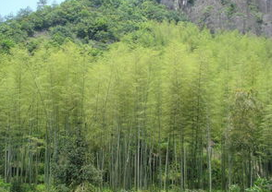 <em style='color:red'>淡竹</em>图片