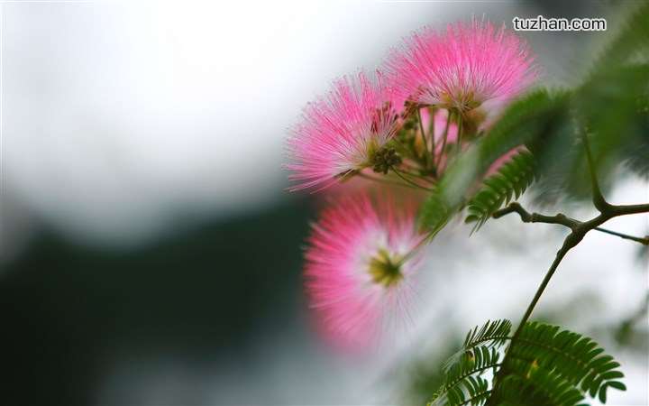 <em style='color:red'>合</em> <em style='color:red'>欢</em>图片