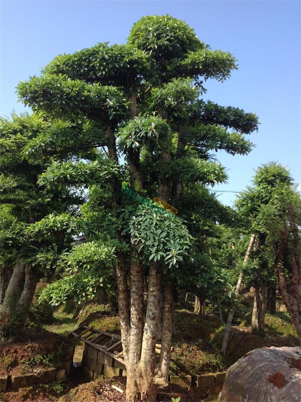 <em style='color:red'>罗木石楠</em>图片