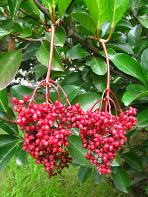 <em style='color:red'>法國冬青</em>(<em style='color:red'>珊瑚</em>)圖片