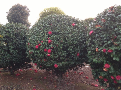 <em style='color:red'>茶花球</em>图片