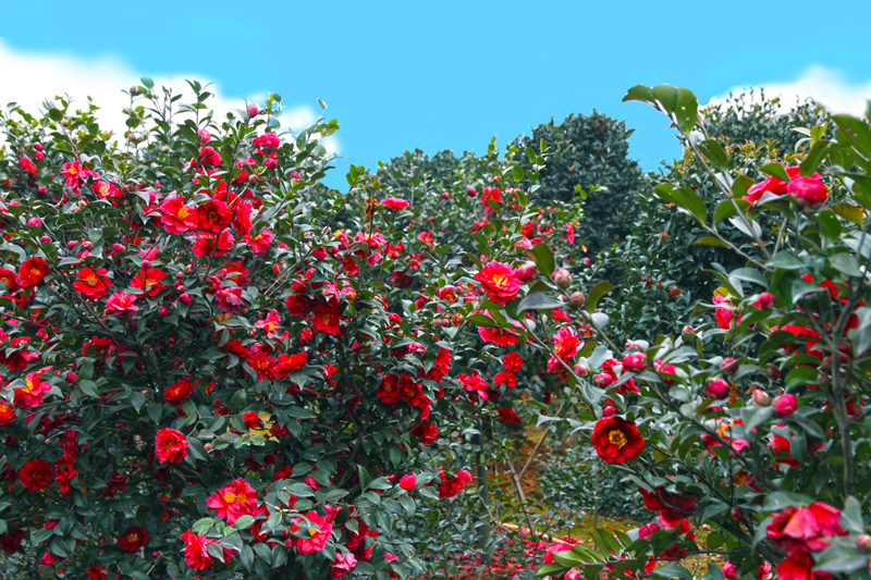 茶梅<em style='color:red'>小苗</em>图片