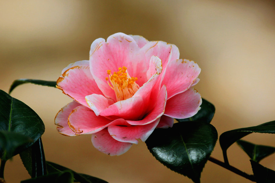 茶花<em style='color:red'>小苗</em>图片