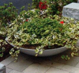 碗<em style='color:red'>缸</em><em style='color:red'>花钵</em>图片