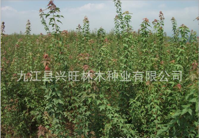 <em style='color:red'>三角枫</em>小<em style='color:red'>苗</em>图片
