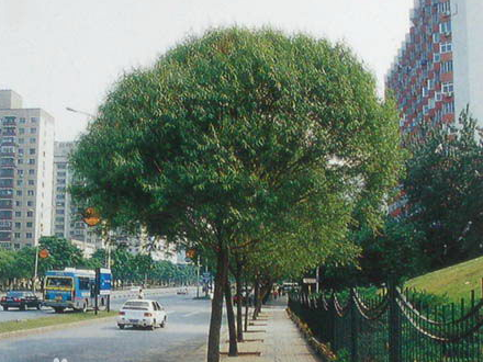 <em style='color:red'>曼头柳</em>图片