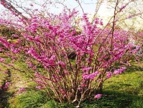 <em style='color:red'>紫荆</em><em style='color:red'>b</em>图片