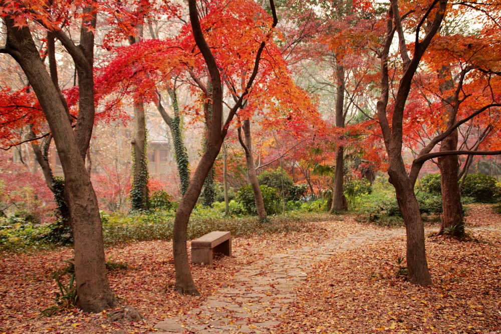 紅楓圖片