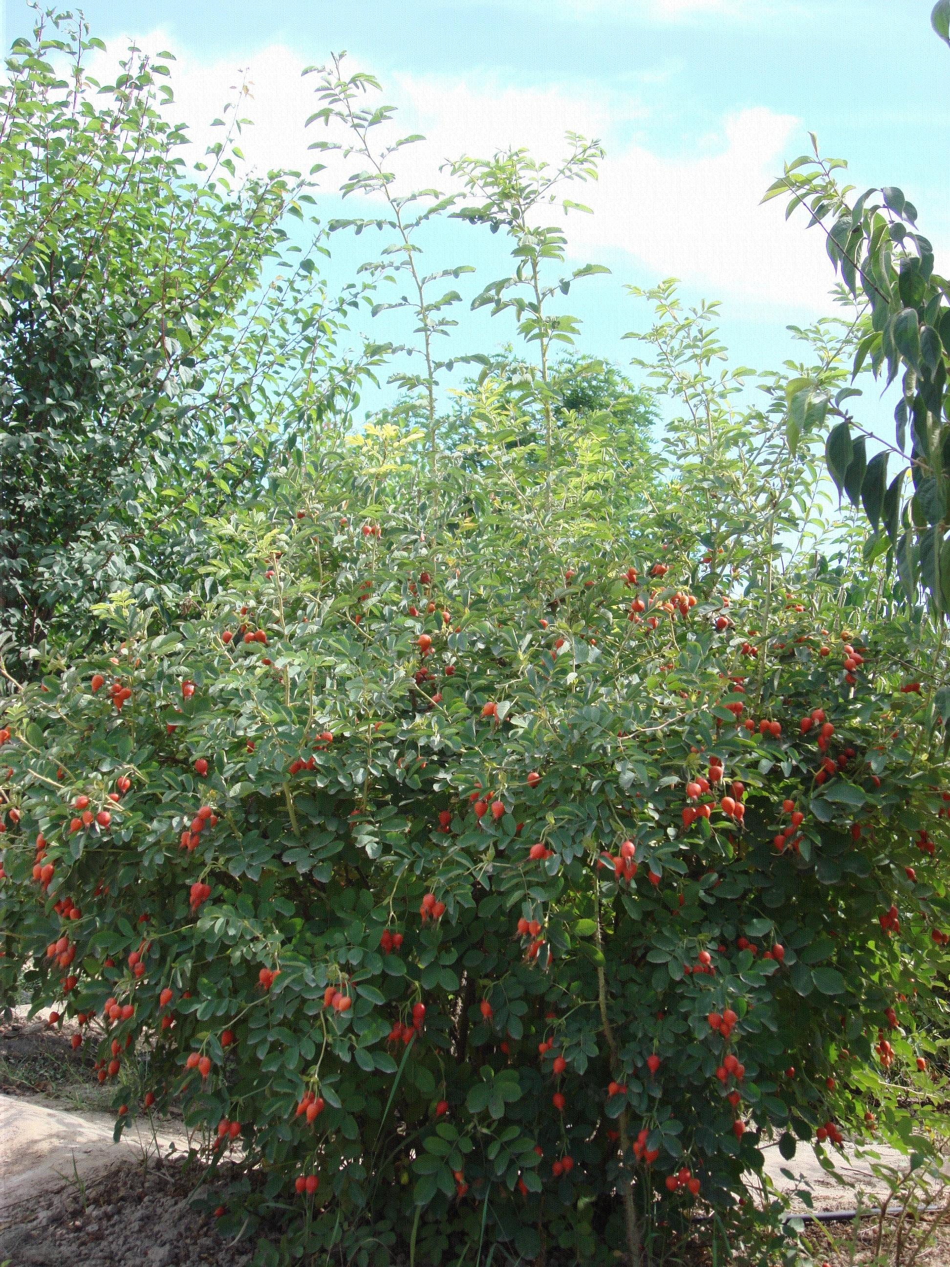 <em style='color:red'>大果蔷薇</em>图片