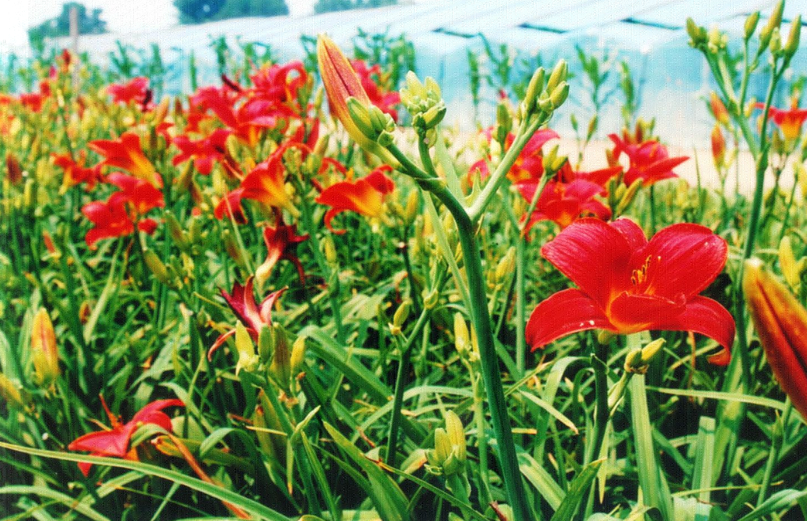 <em style='color:red'>紅運(yùn)</em><em style='color:red'>萱草</em>圖片