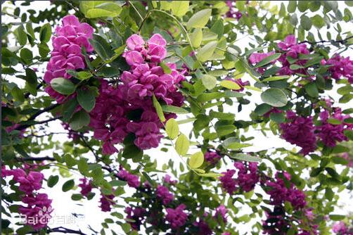 <em style='color:red'>香花槐</em>图片