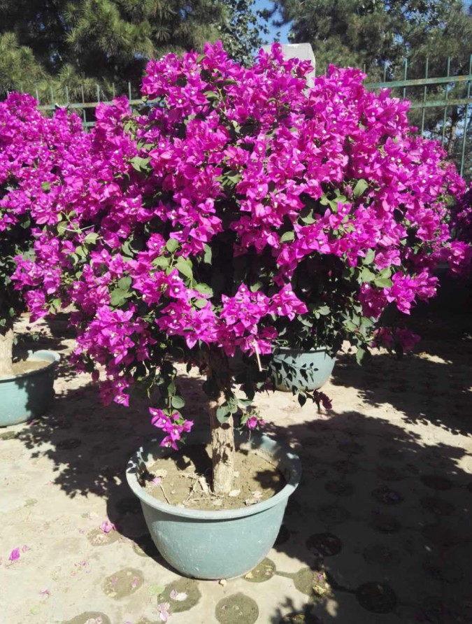 <em style='color:red'>丛生</em><em style='color:red'>三角梅</em>图片
