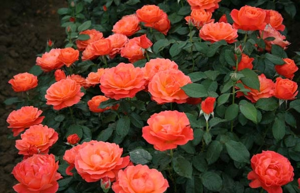 <em style='color:red'>品种</em><em style='color:red'>月季</em>图片