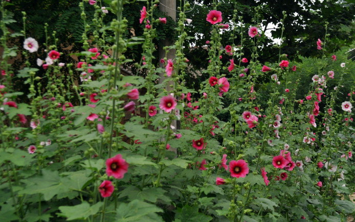 <em style='color:red'>蜀葵</em>图片