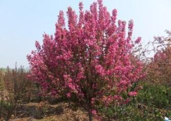 <em style='color:red'>光辉</em><em style='color:red'>海棠</em>图片