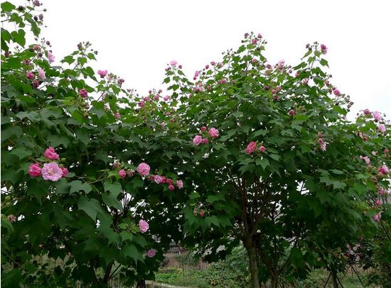 <em style='color:red'>木芙蓉</em>圖片
