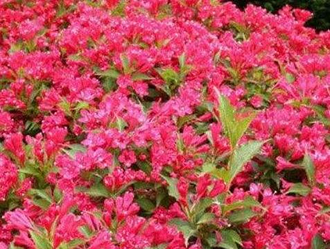 <em style='color:red'>叢生</em><em style='color:red'>紅王子錦帶</em>圖片