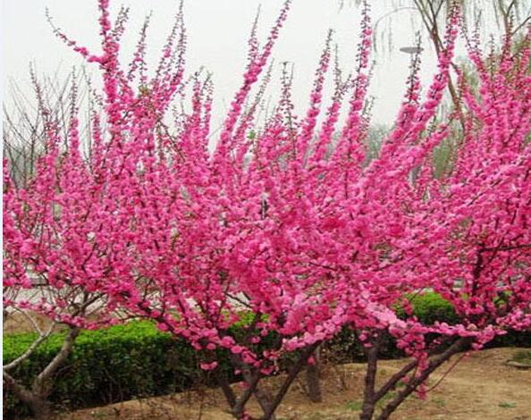 <em style='color:red'>京桃</em>图片