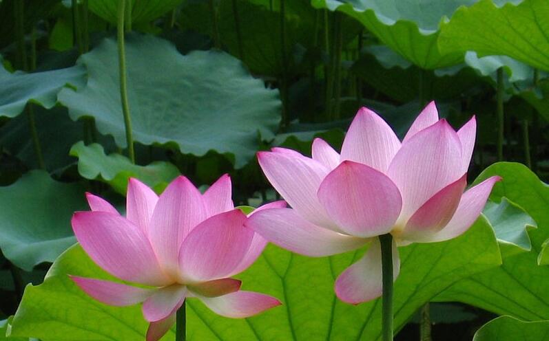 荷花图片