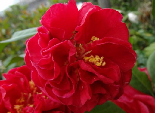 <em style='color:red'>红露珍</em><em style='color:red'>茶花</em>图片
